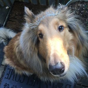 Meet your Posher, Destiny